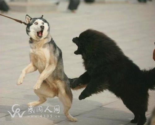 武岡這一群人打起來了，還驚動(dòng)了警察！
