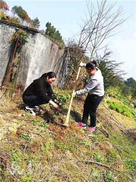 湾头桥镇中心小学：党支部开展“为校园添绿”主题党日活动