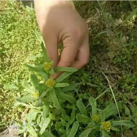 武岡這幾天有一種美食，滿滿都是家鄉(xiāng)味道！