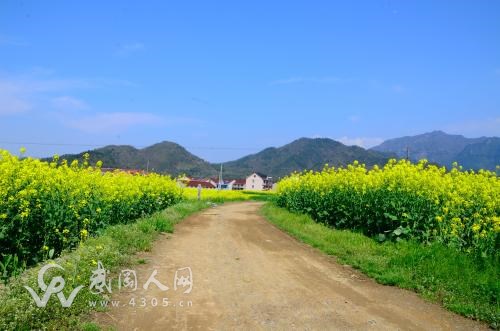 秦橋這個村好漂亮！