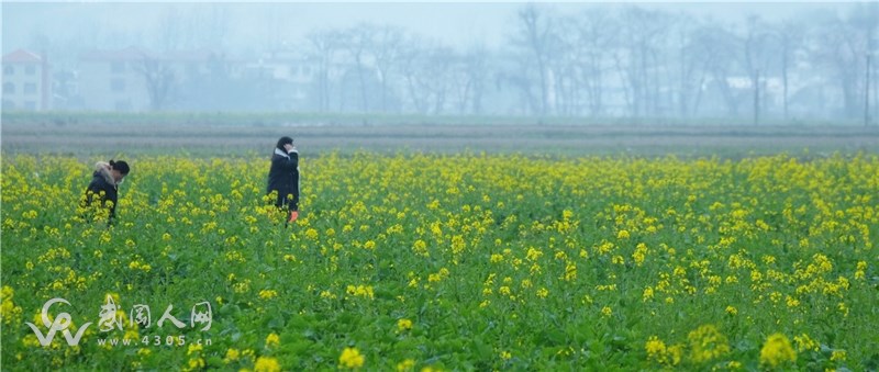 武岡萬畝油菜花開了!!!
