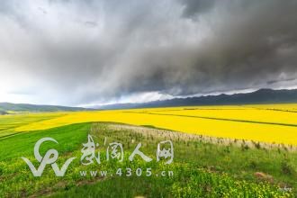 武岡這個(gè)司機(jī)竟然開車到油菜田去了？