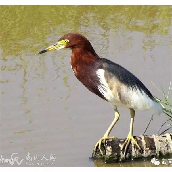 武岡新廣場驚現(xiàn)瀕危動物,引多人圍觀!