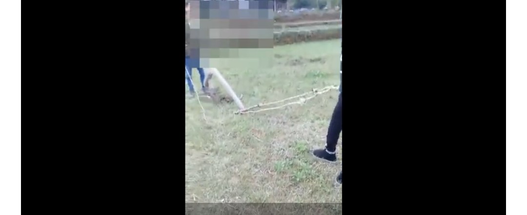 武岡兩兄妹不聽話，被父母要求當牛扒犁
