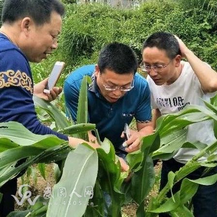 武岡農(nóng)技專家下田間地頭為救災補損支招