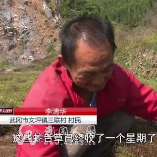 武岡這個鎮(zhèn)厲害了，種出千萬財富，還上了電視！