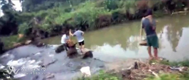 武岡這條河竟有人毒魚,毒死一大片,好多村民在撿!