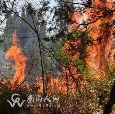 武岡男子引發(fā)山火,面臨巨額賠償!法官這樣做...