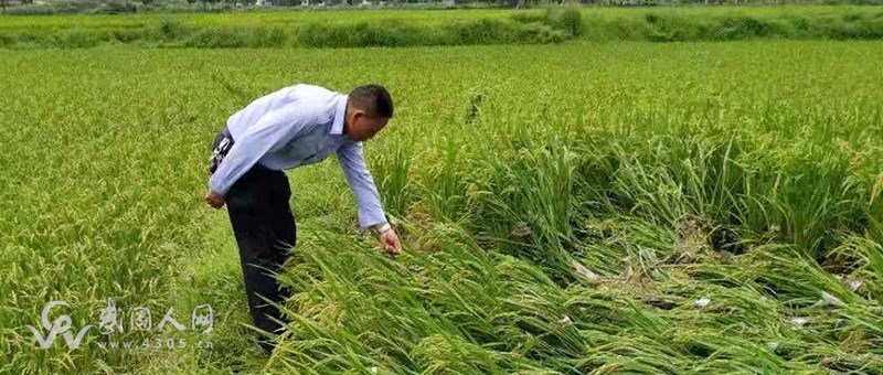 【不忘初心 牢记使命】滔滔洪水刚刚过 农业补损立马起