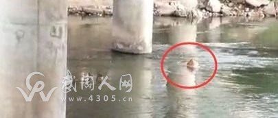 驚呆！武岡這男的為躲避執(zhí)法人員跳進河中拒不上岸！