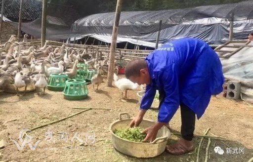 武冈文坪一村民养铜鹅致富！