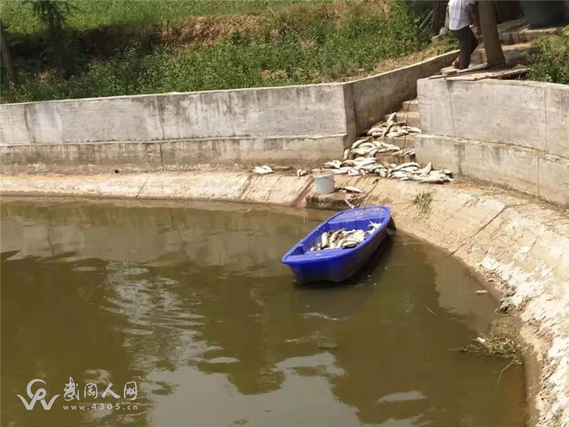 損失慘重！武岡這水庫的 魚一夜之間全死了！