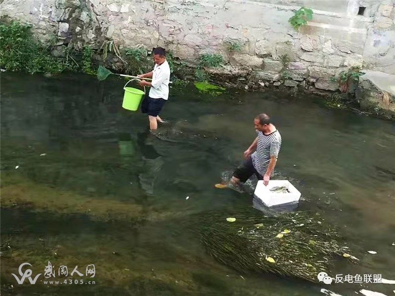 天殺的!武岡穿城河有人放毒藥魚!好多人河里瘋搶毒魚,還現(xiàn)場賣5元1斤,吃了會中毒么?