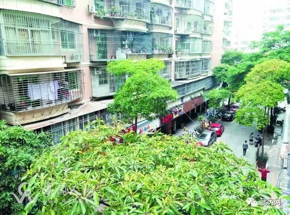煩惱!武岡這村民家門口綠化樹長得太高,風(fēng)一吹...