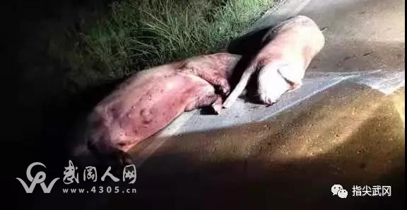 武岡攔馬那里路邊突現(xiàn)二個大死豬, 嚇壞了司機!