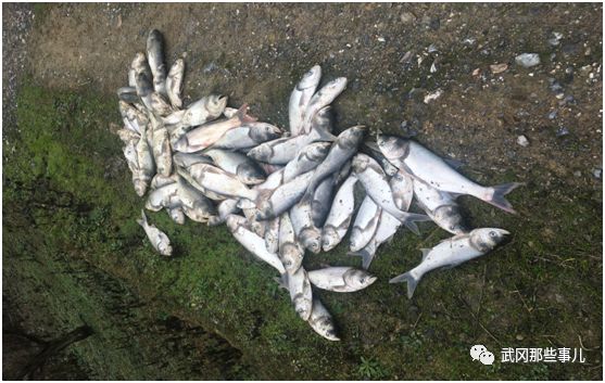武岡這個水庫水源干涸，魚死了一地