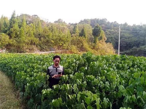 厉害了!武冈这个村的农民种植油桐,年收入都超过5万!