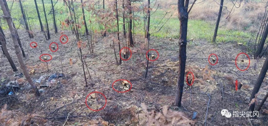 武岡新光村20多棵杉樹(shù)被砍....