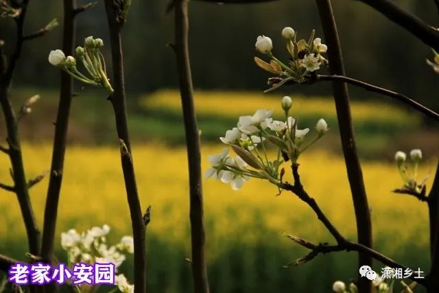 春到武冈小安园，村村处处皆风景