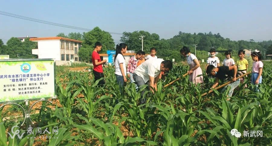 武冈水西门街道办龙田中心小学竟然自己搞起菜园子~