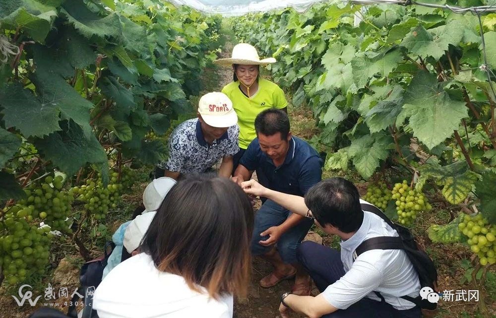 武岡：農(nóng)技專家志愿服務(wù)到田頭