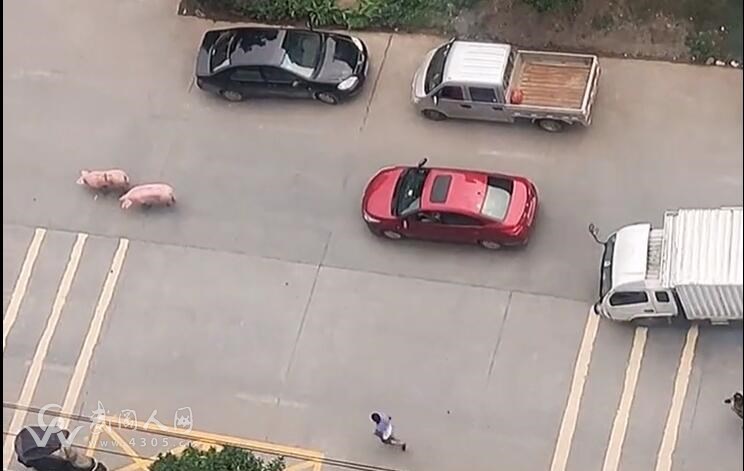 武岡百城翡翠小區(qū)跑來兩頭豬，竟引發(fā)路人圍觀拍照！
