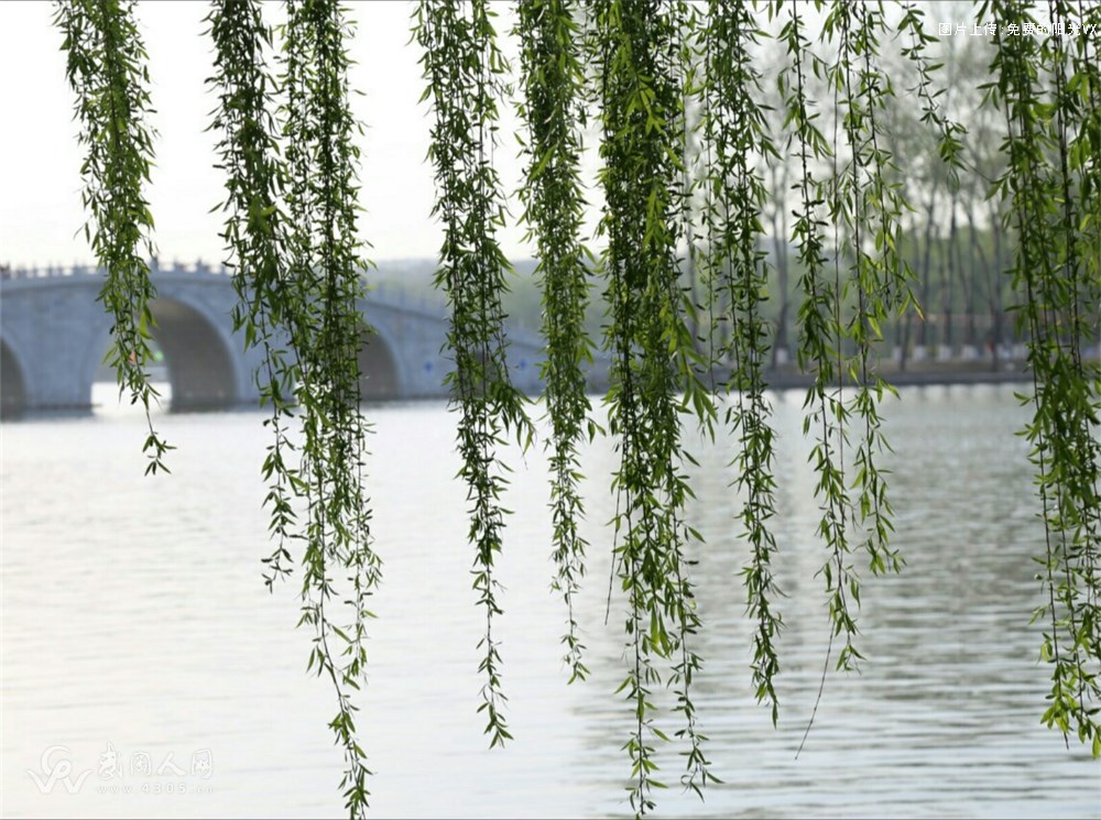 清明的雨