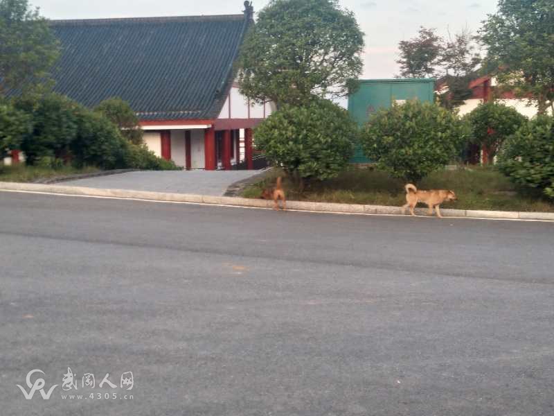 武岡荷塘村:這些“狗事”真麻煩