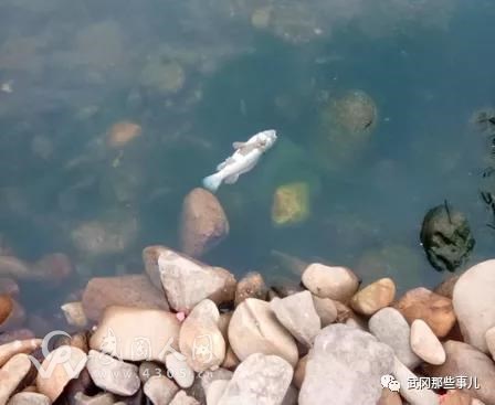 武岡東出口紫甸善星小區(qū)這邊的這條河飄浮著很多死魚(yú)