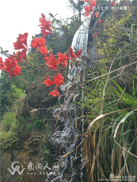 听花，听一种心的声音