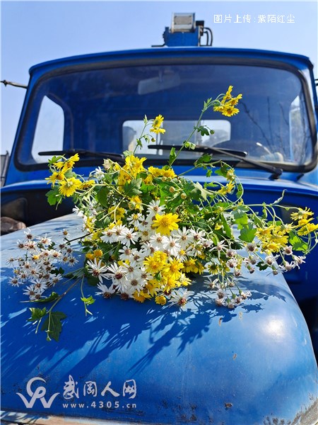 尘埃里的芬芳