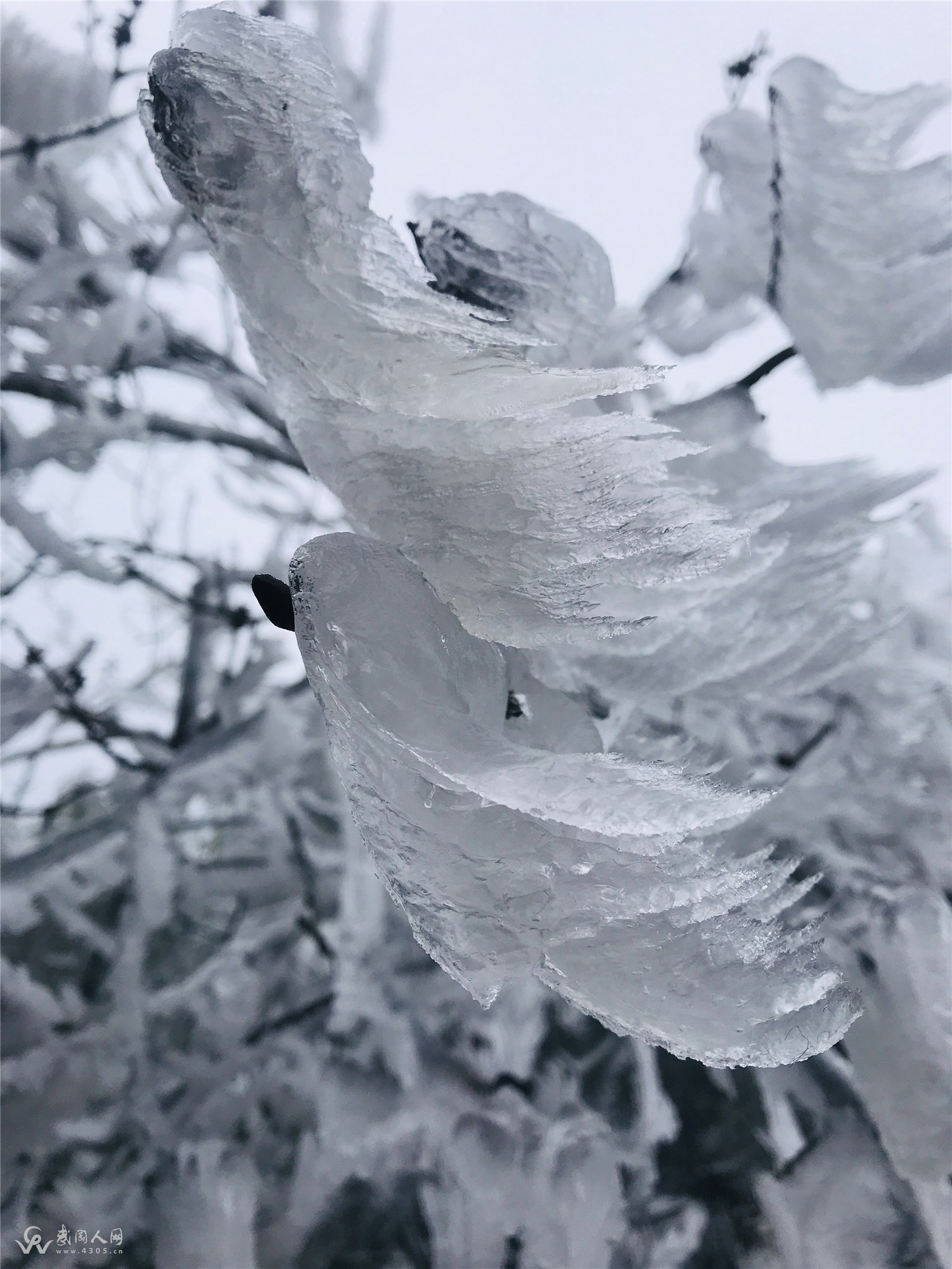 煮在茶水里的时光