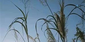 小说：舒三疤子（2）