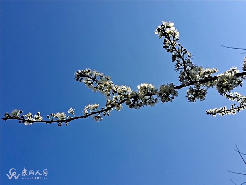 胜日寻芳