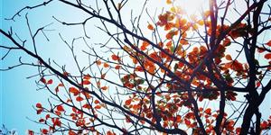 小说：舒三疤子（5）