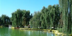 小说：舒三疤子(11)