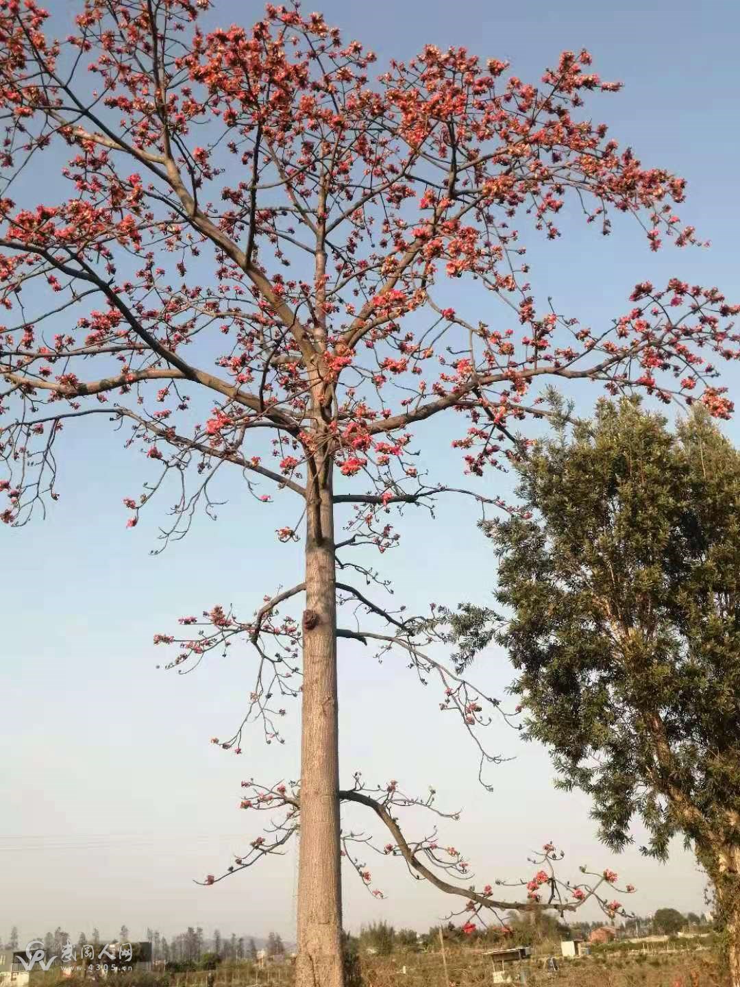 木棉花，你为谁而开？