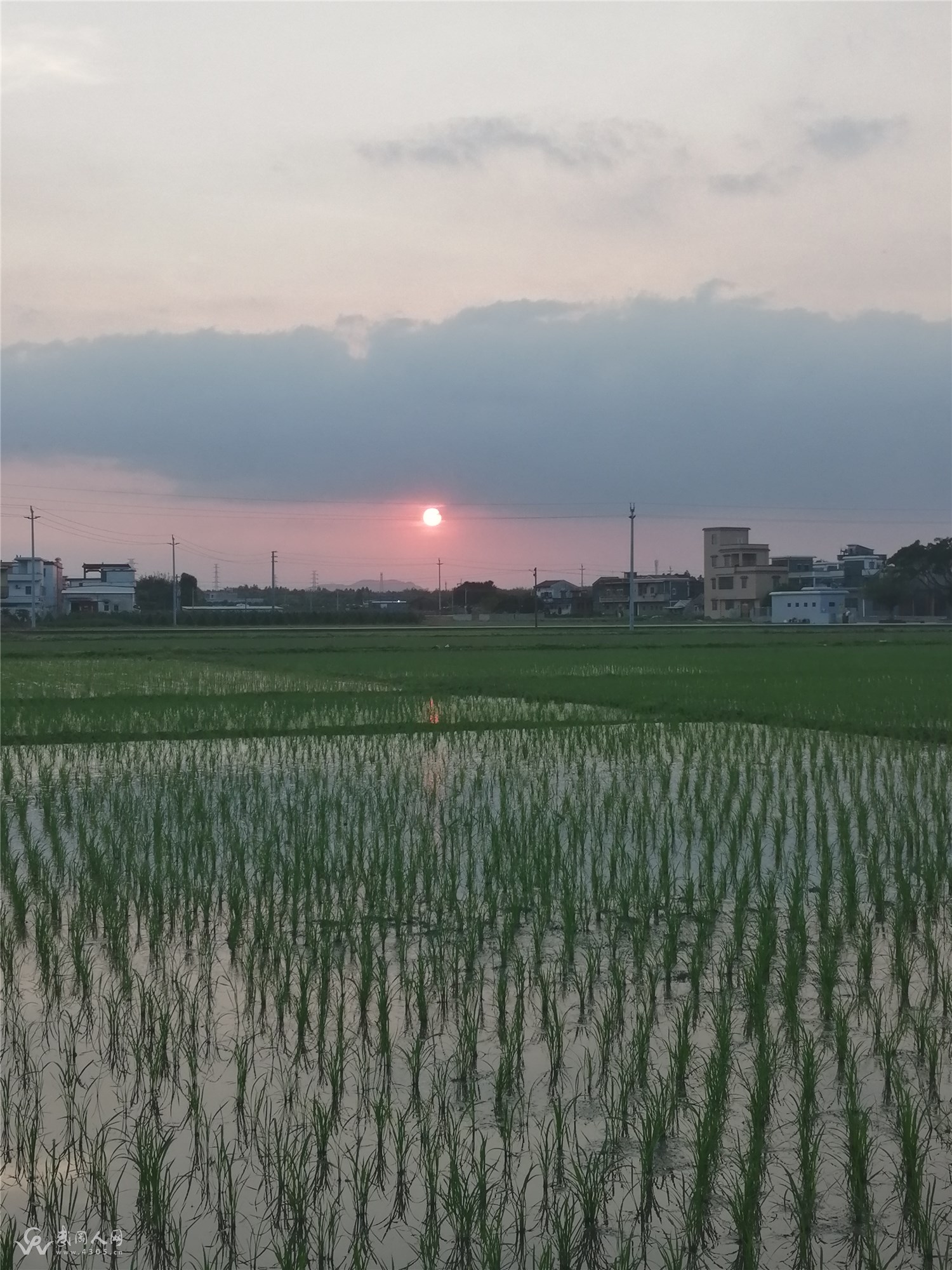 暮春田野