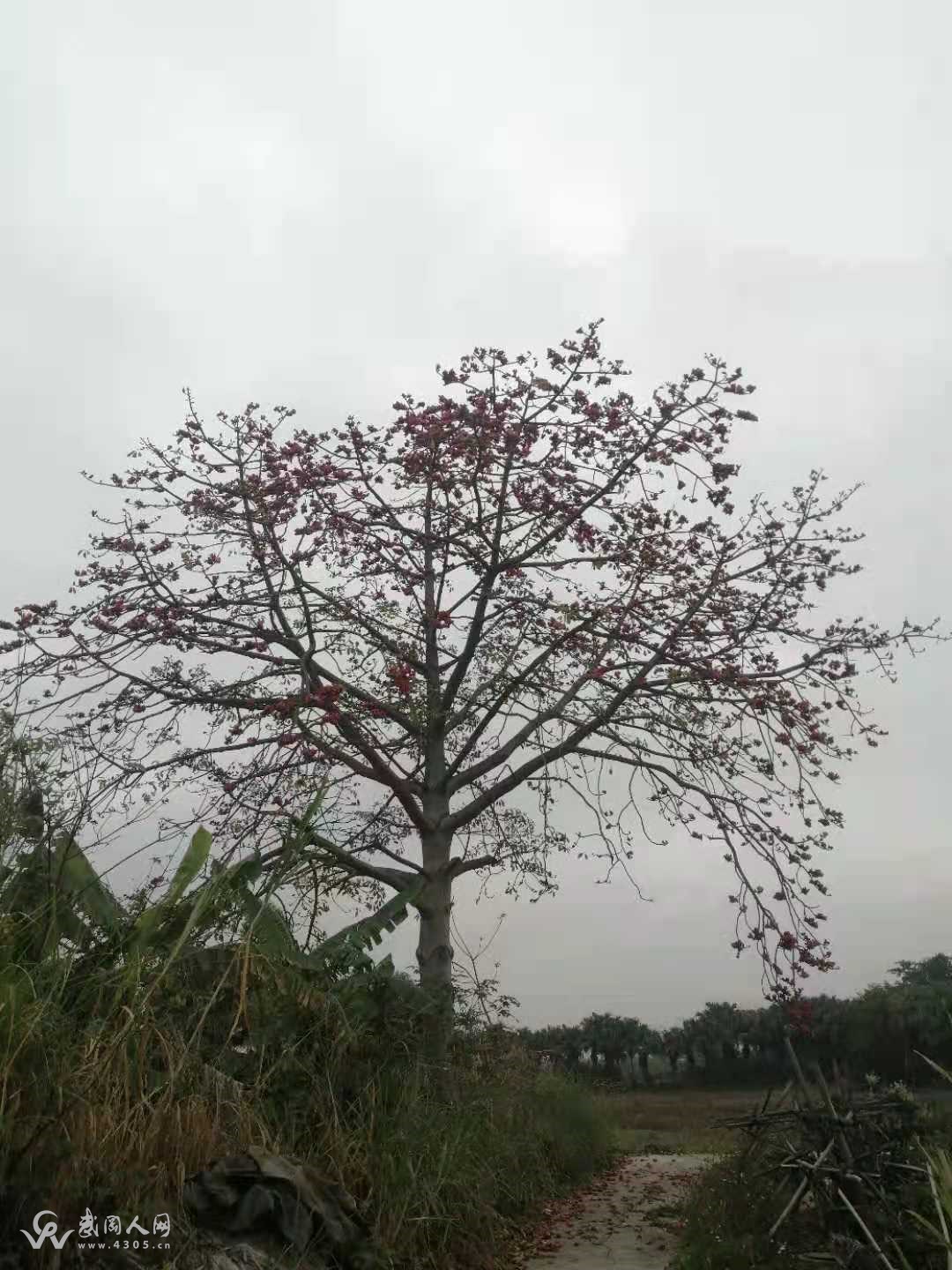 谷    雨