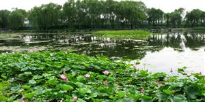 家乡小人物——游医老妖婆