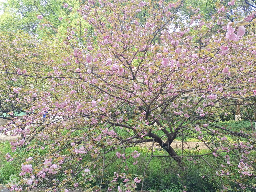 樱花开了