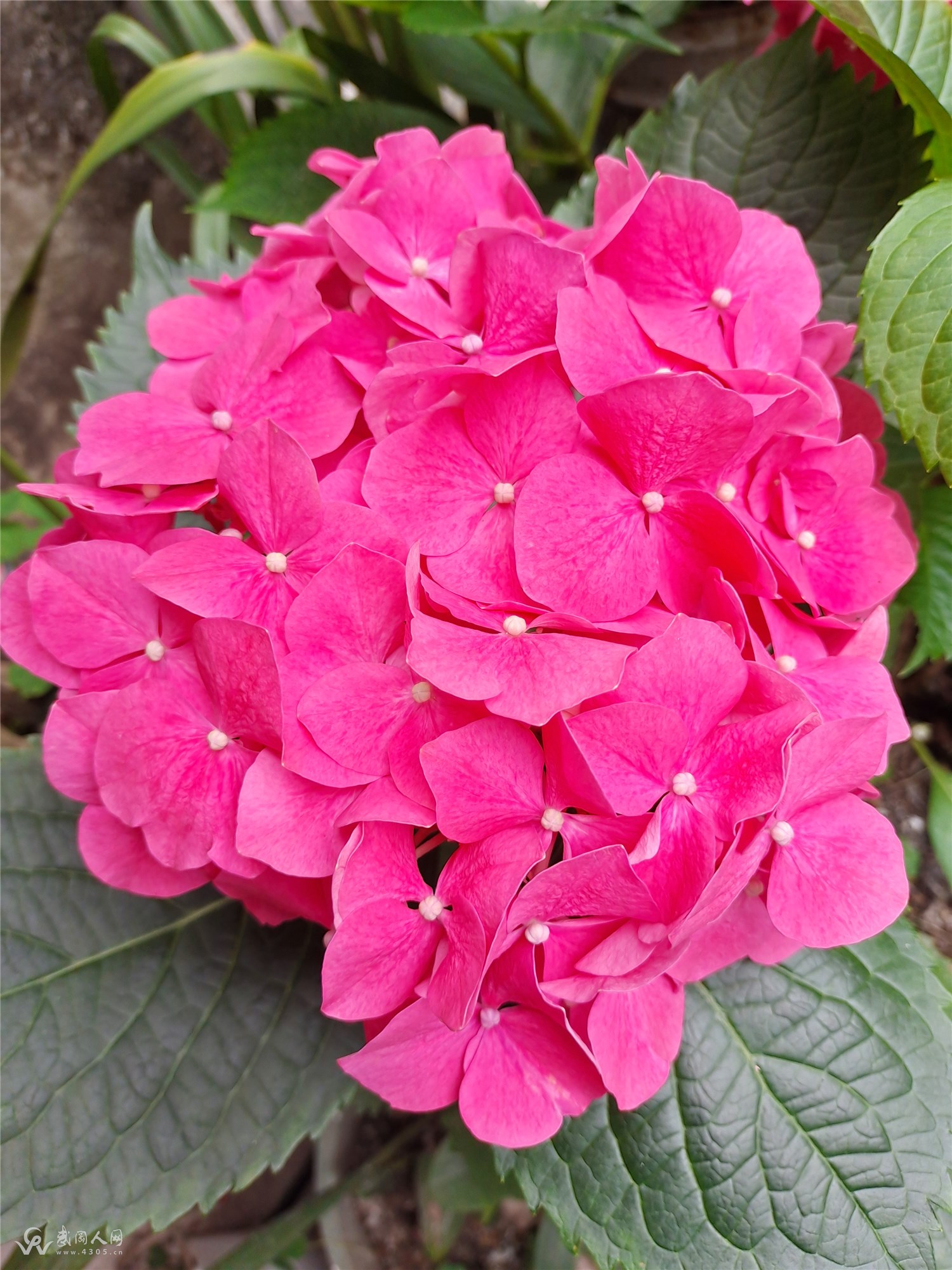 花开半夏