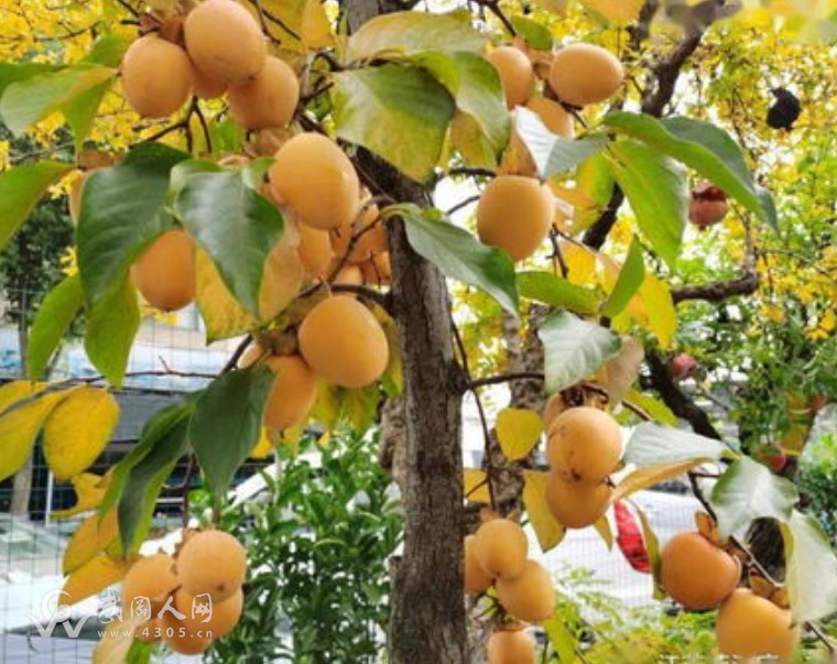 卖老鸦柿的山民