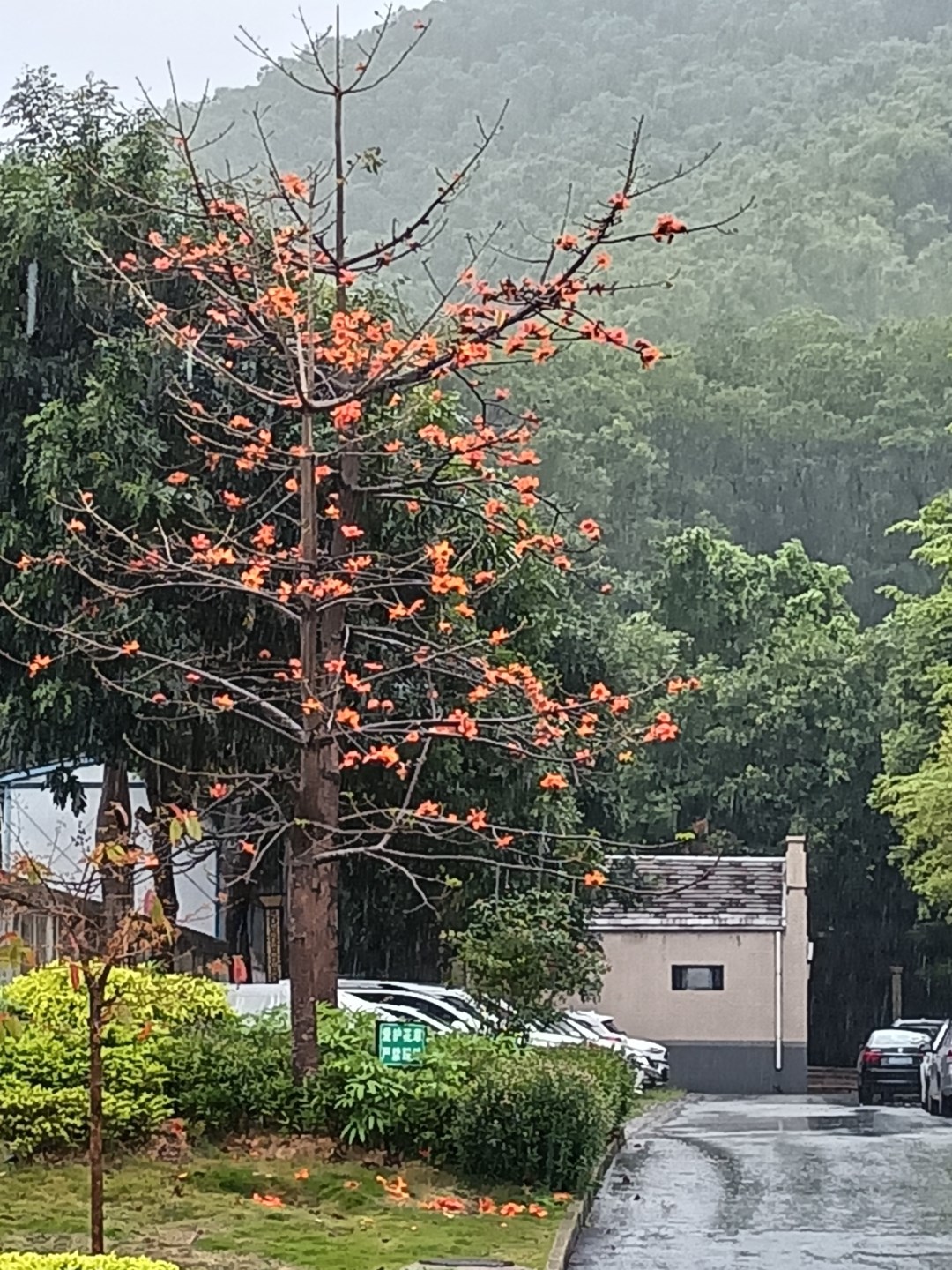 晨雨叹 ——现代婚姻乱象杂感