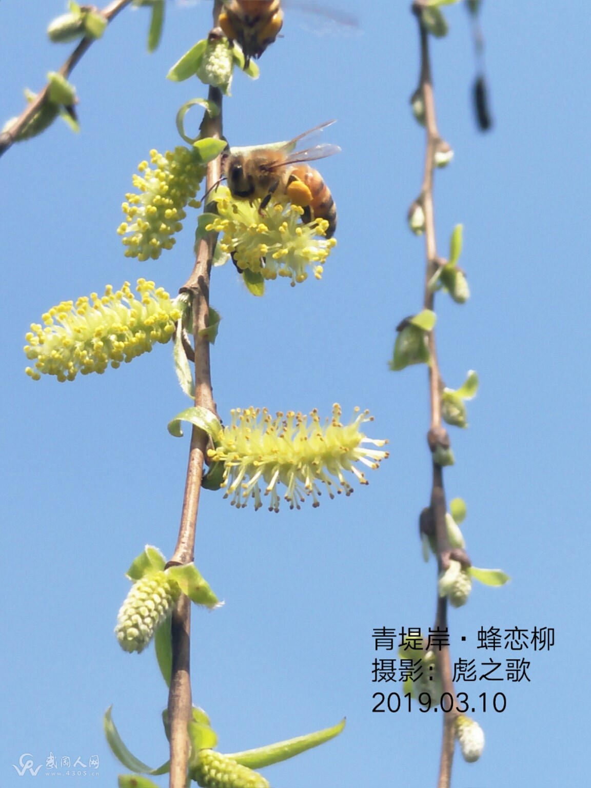 醉烟雨