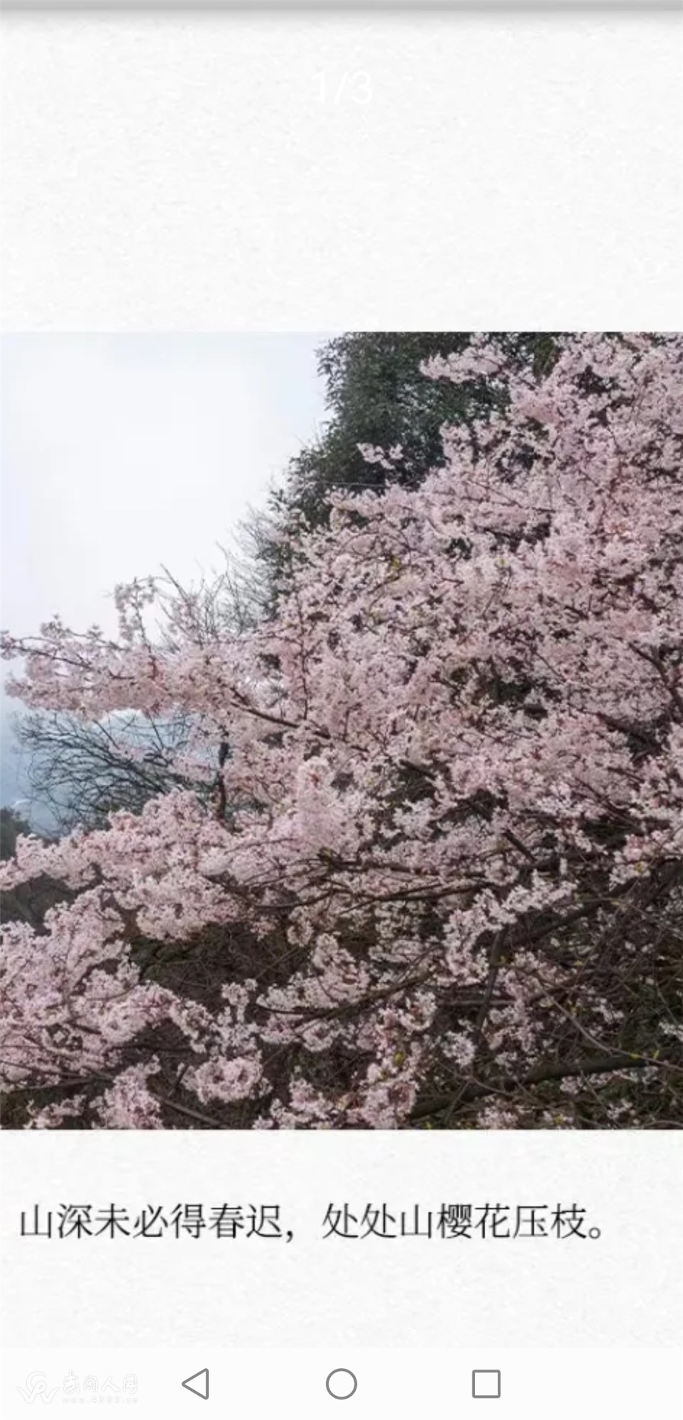 燕子山樱花压枝（散文）