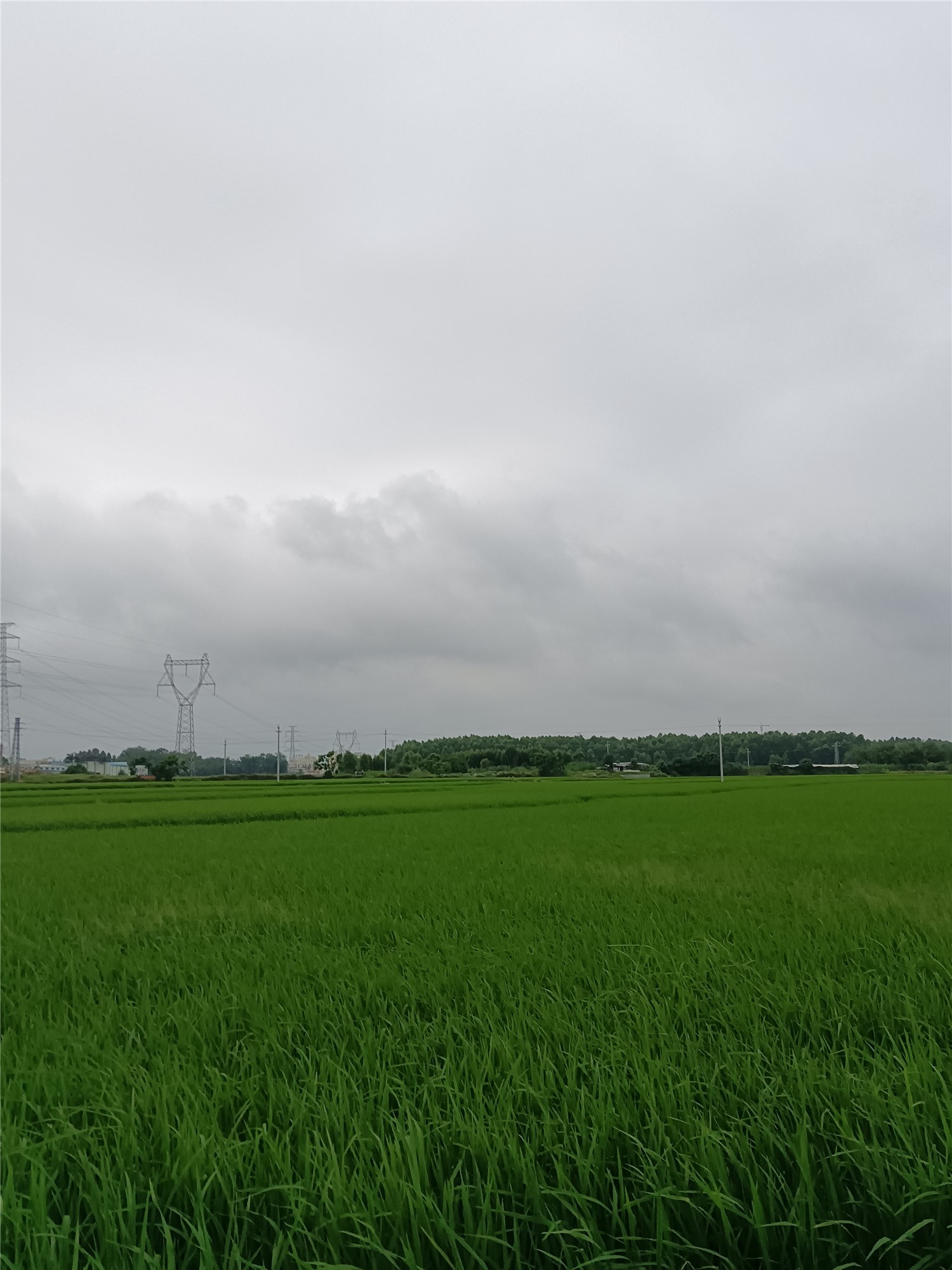 夏雨