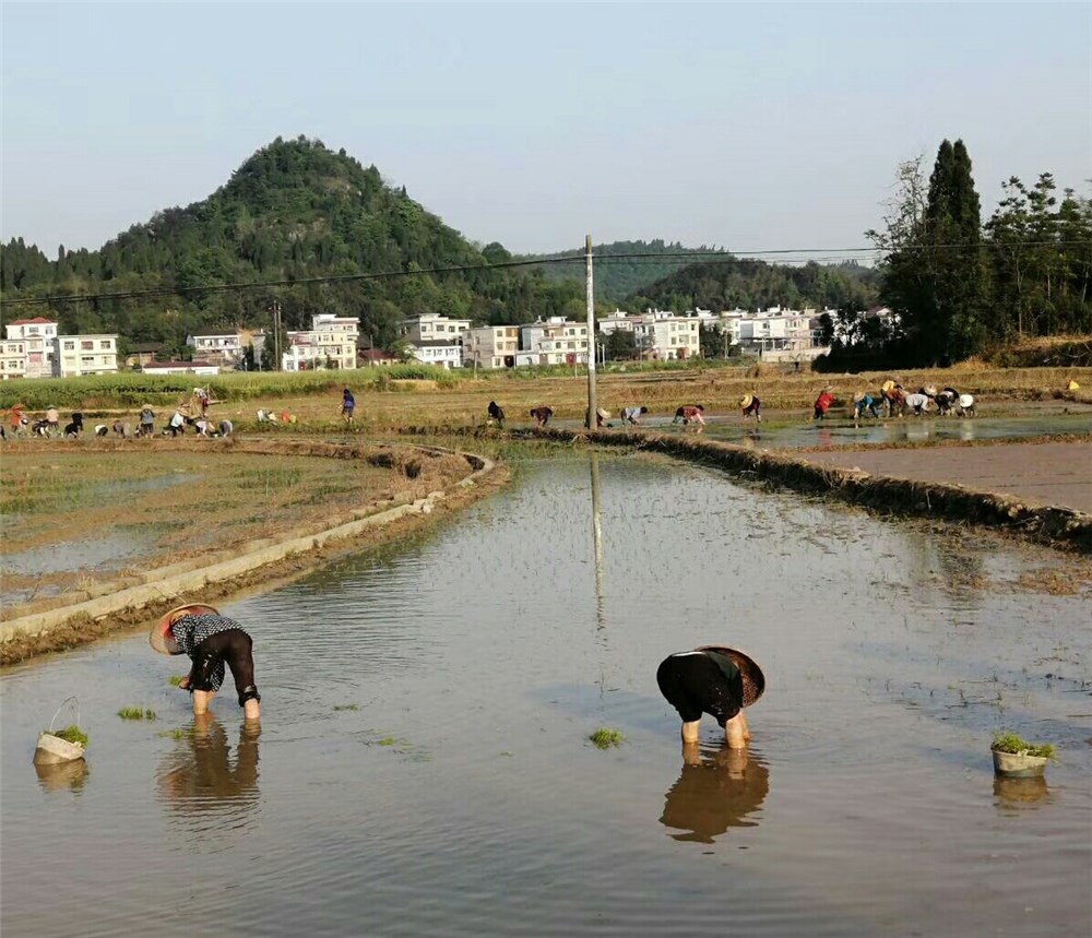 颂农民