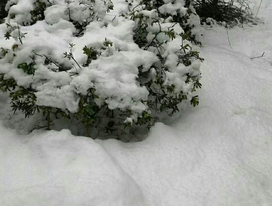 雪景