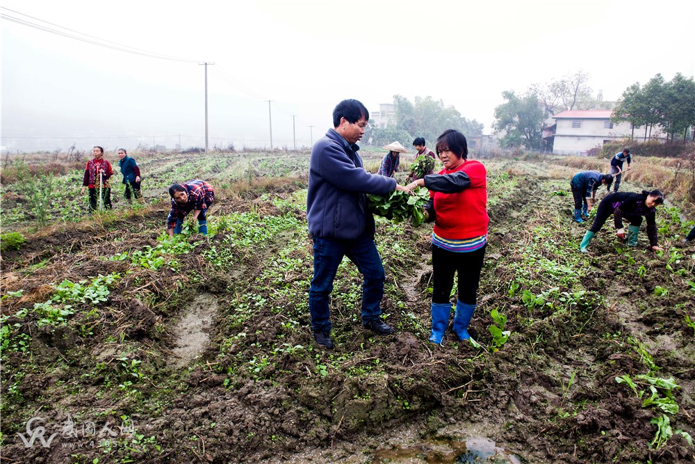 抢栽油菜正是时